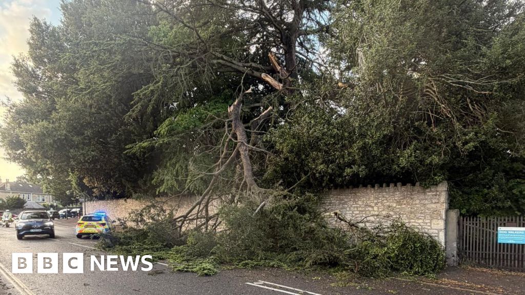 Dog walker's near miss as branch falls from tree near Bath