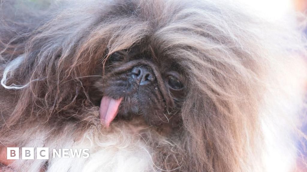 Запознайте се с Wild Thang, избрано за най-грозното куче в света