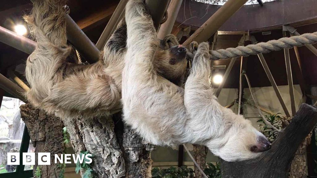 First sloths move into Jersey Zoo