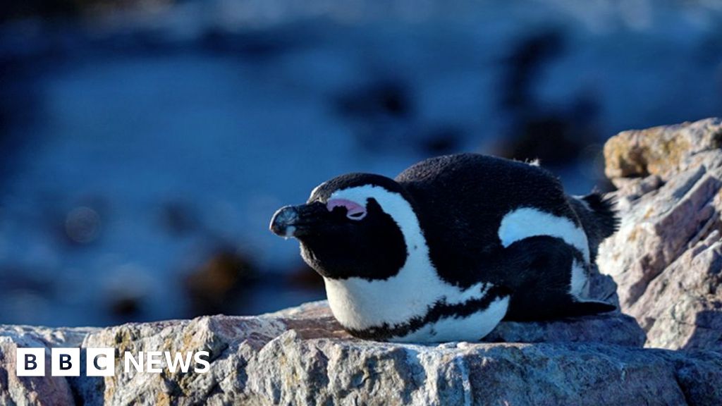 The fight to save the African penguin