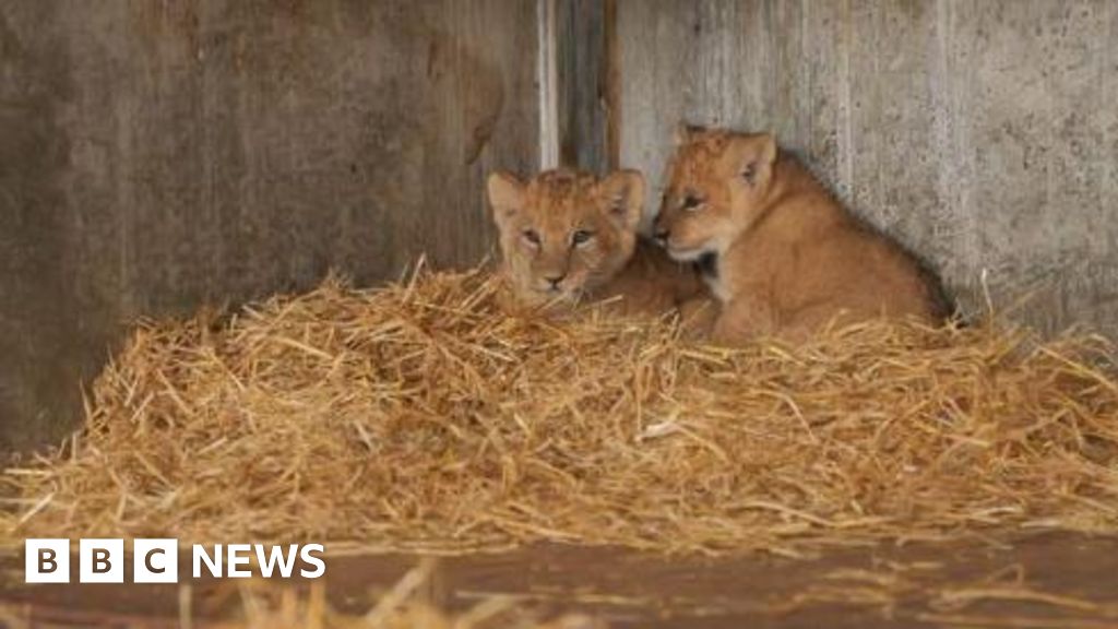 Miracle Cubs! Inbred Lion Cubs at Yorkshire Wildlife Park Receive 'Clean Bill of Health' After Concerns