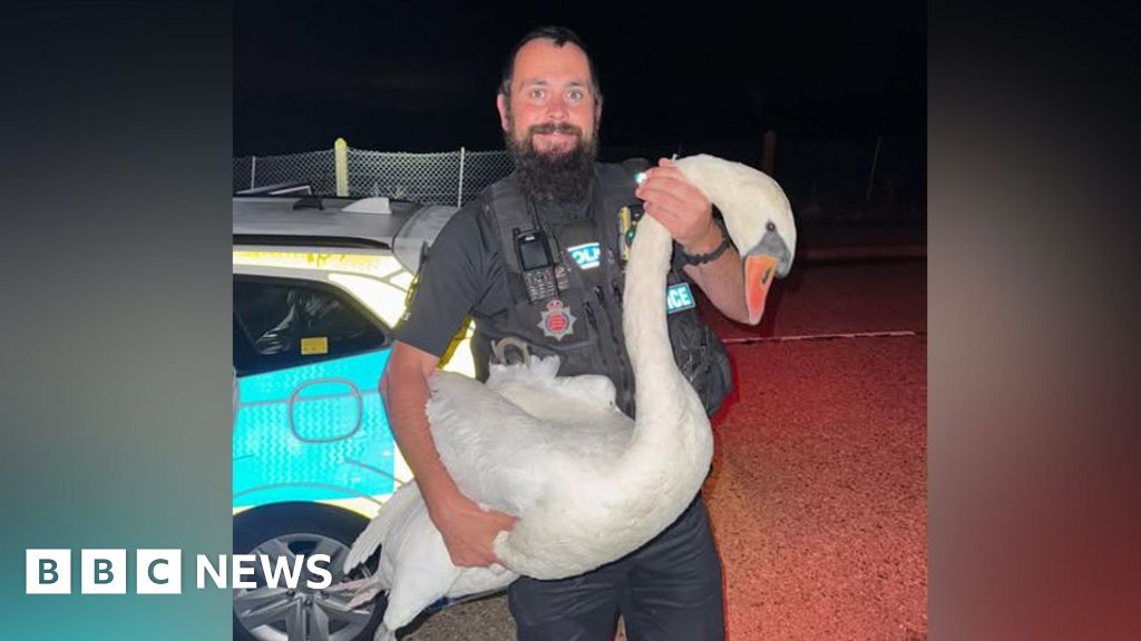 Essex Police Officer Rescues Wandering Swan from Colchester Road