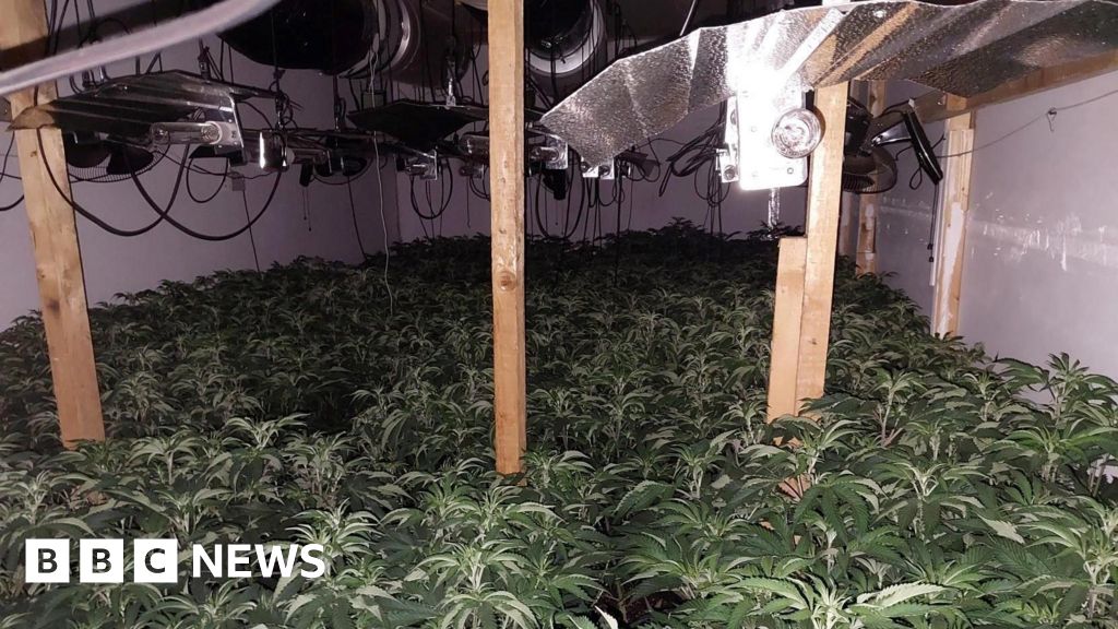 More Than 800 Cannabis Plants Found In Buxton Raid Bbc News