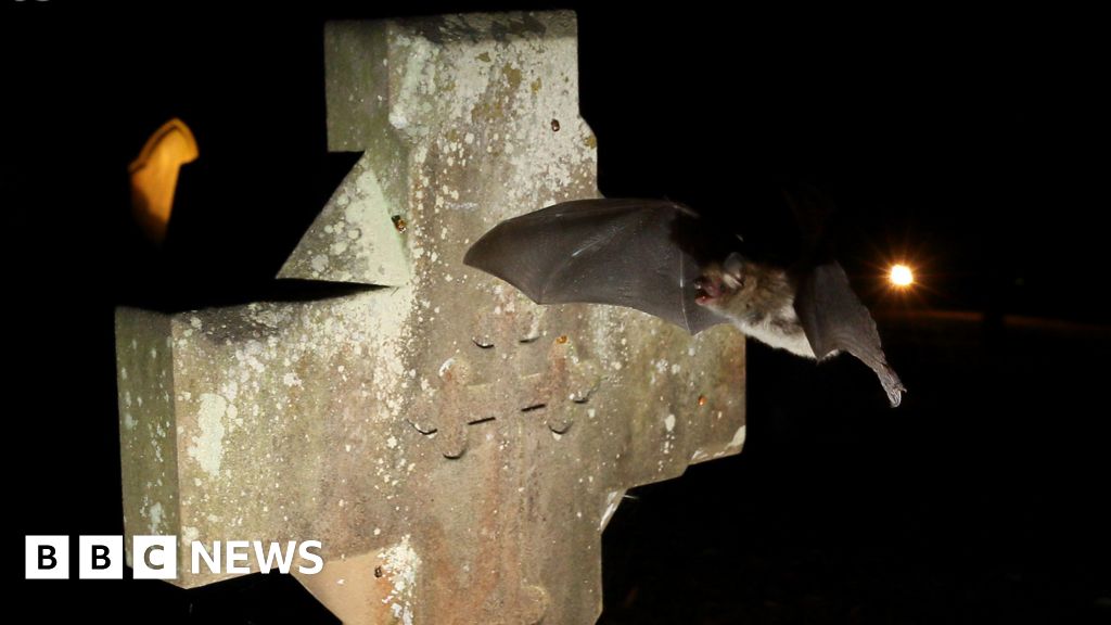 Bats are seeking sanctuary in churches - but they're making an unholy mess