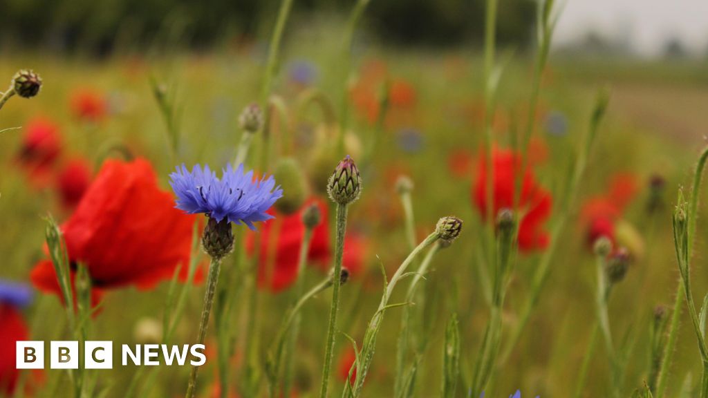 Don't cut nature-friendly farm fund, urge Tories