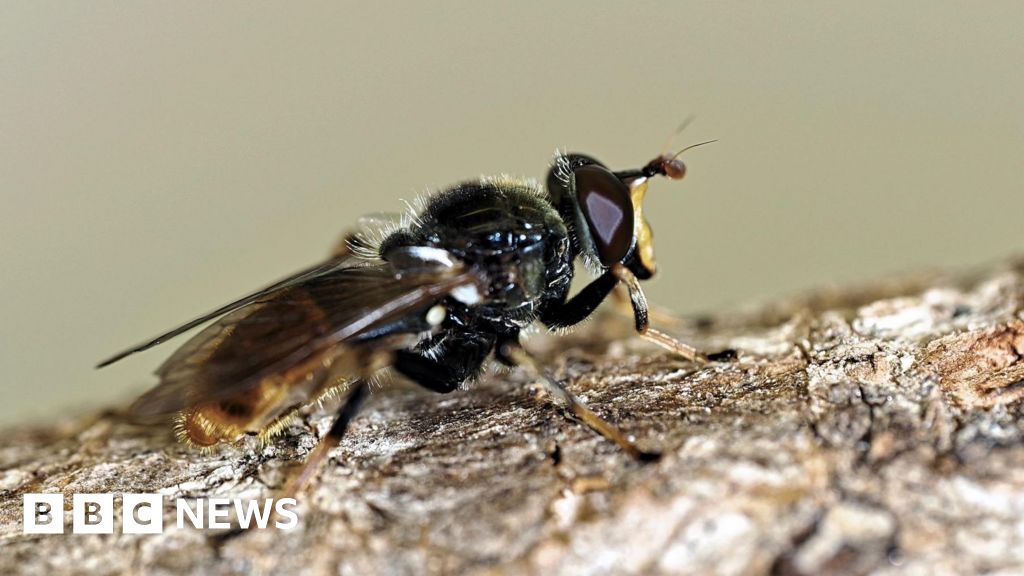 One of UK's rarest flies returns to Cairngorms thanks to jam jar incubators
