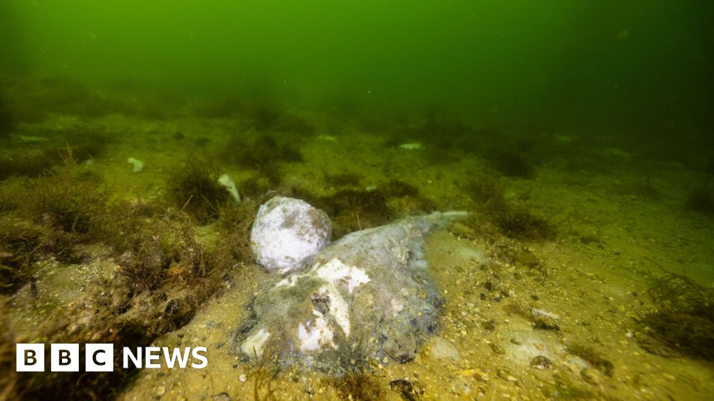 Algal bloom killing marine life in South Australia is 'disaster', premier says thumbnail