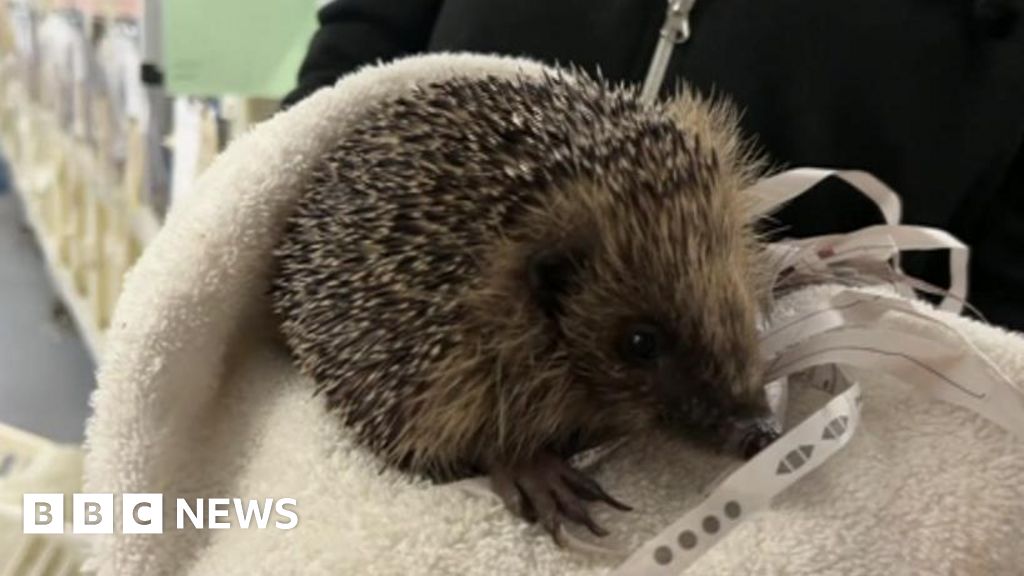 Hedgehog injuries prompts plea to Sussex gardeners to take care BBC News
