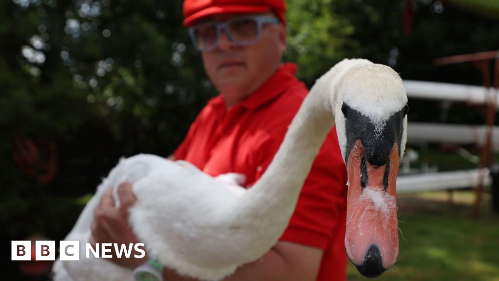 Royal count finds swans hit by air guns