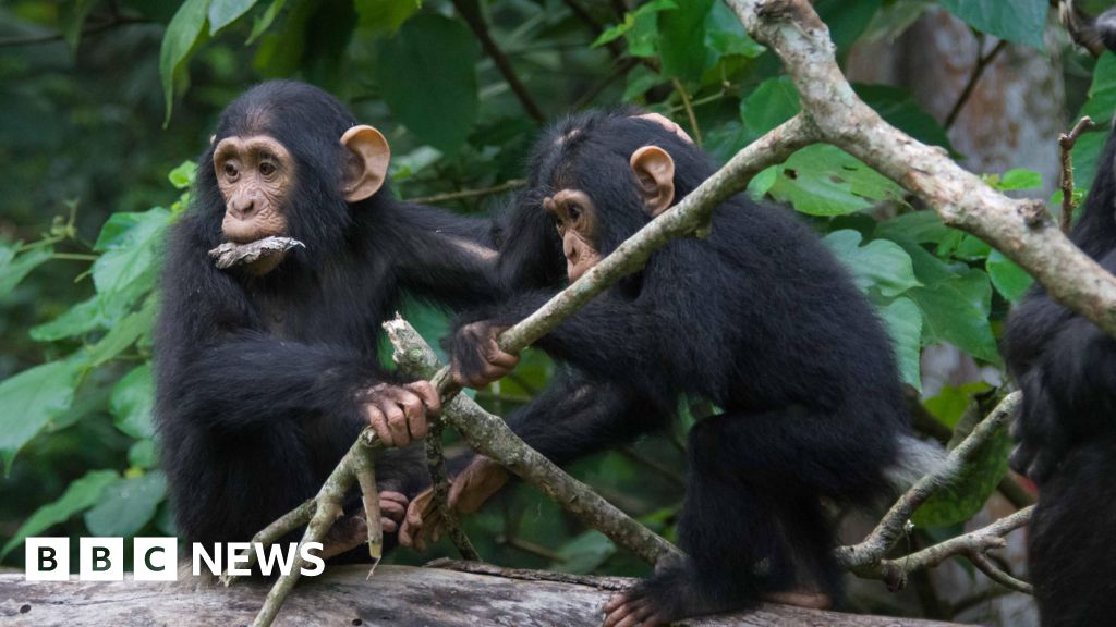 Chimpansees delen een ‘snelle’ gespreksstijl met mensen