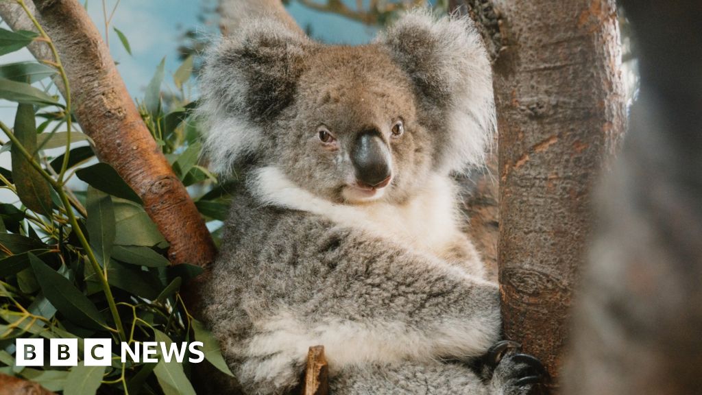 Longleat Yani the southern koala from Hong Kong BBC News