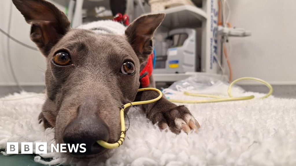 Grieving owner fundraises for rare dog disease
