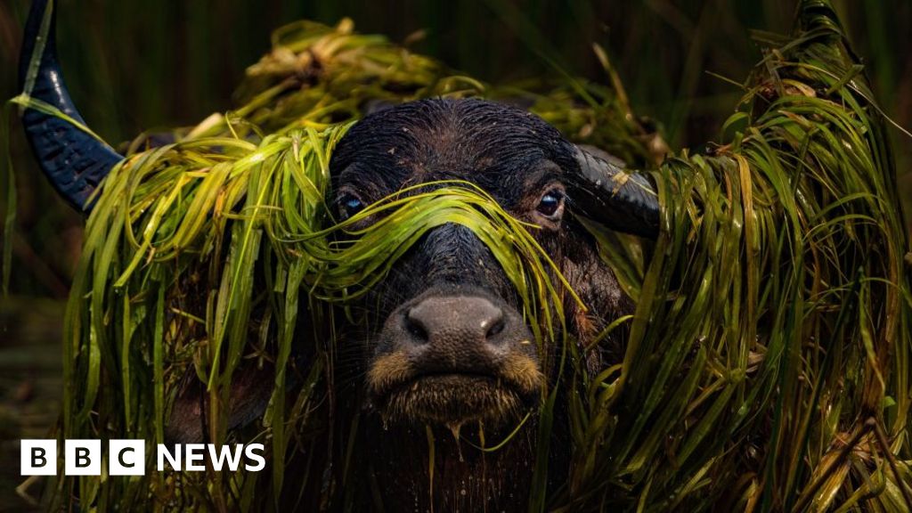 Water buffalo wearing garland of weeds among photo award winners