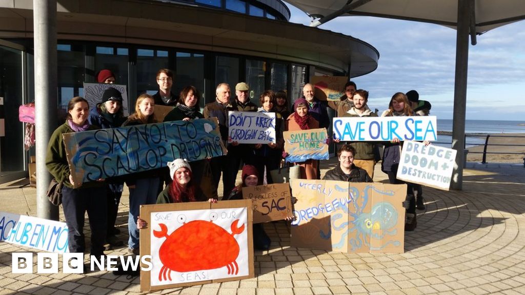 Calls to protect Cardigan Bay from scallop dredging BBC News