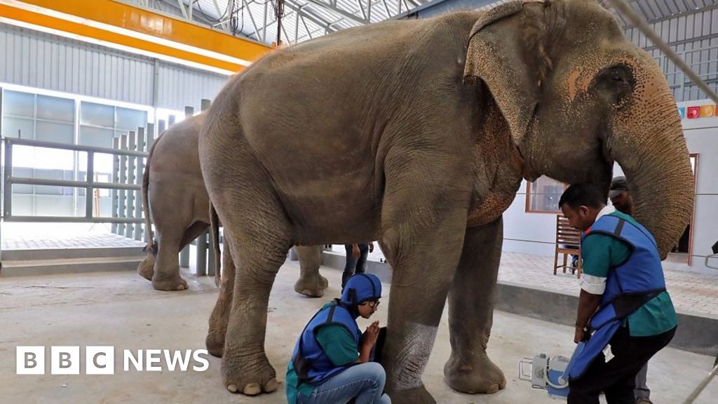 India's first elephant hospital - BBC News