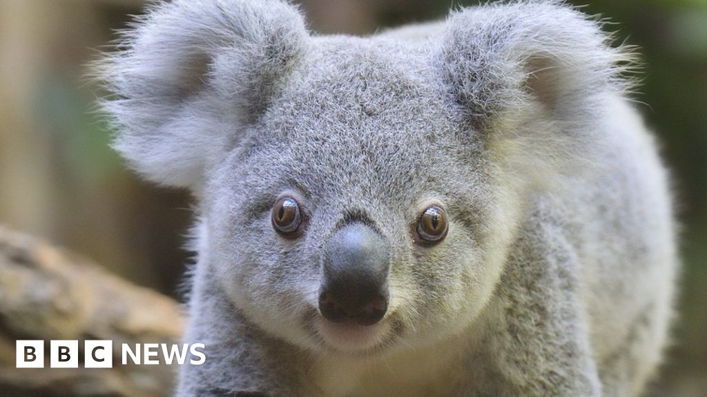 'Koala war' splits Australia's New South Wales government