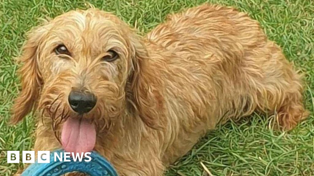 Family to make dachshunds stolen in Derbyshire 'too hot to handle ...