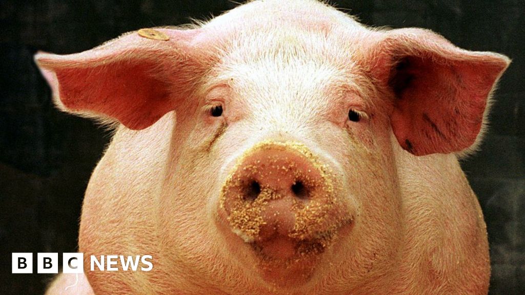 Vietnam: Village agrees to tone down pig slaughter event - BBC News