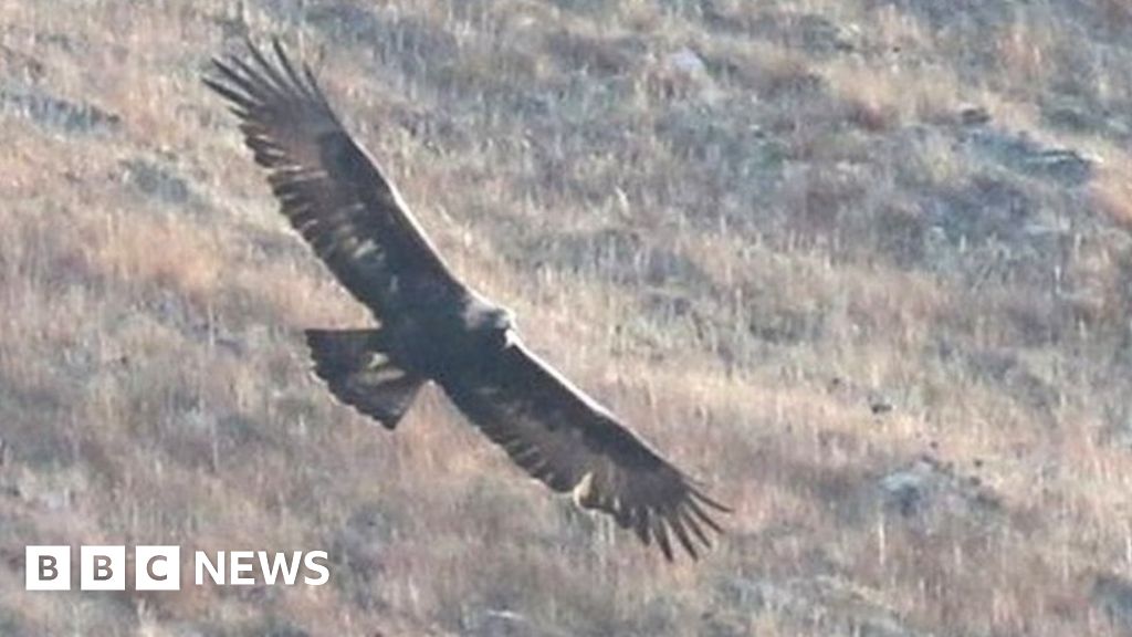 First Orkney golden eagle chicks in almost 40 years perish