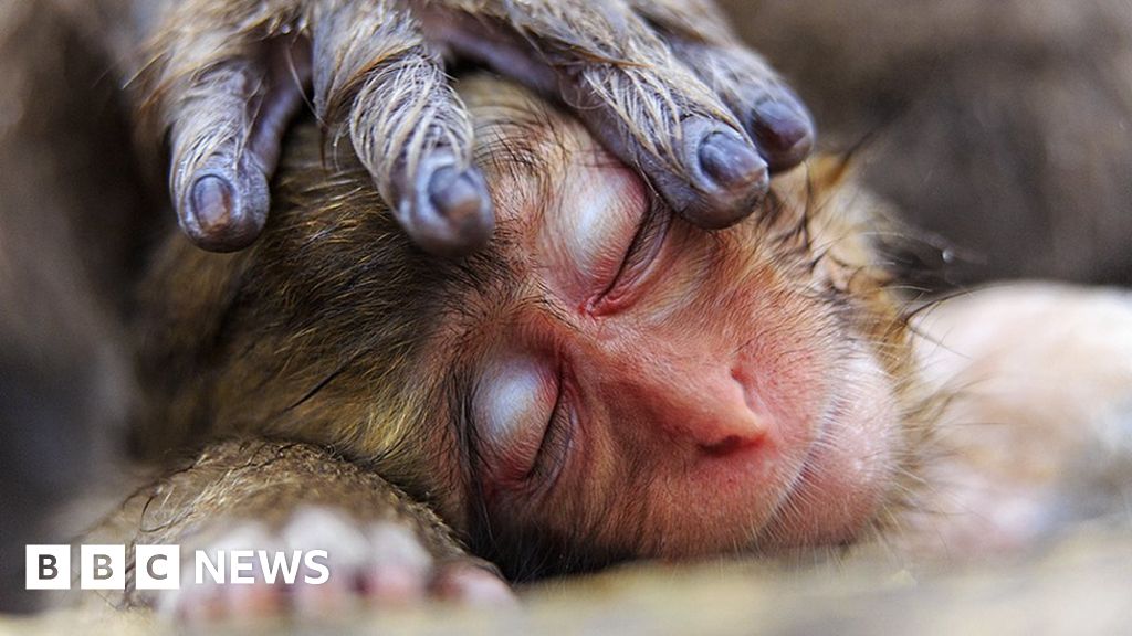 Wildlife Photographer of the Year - People's Choice