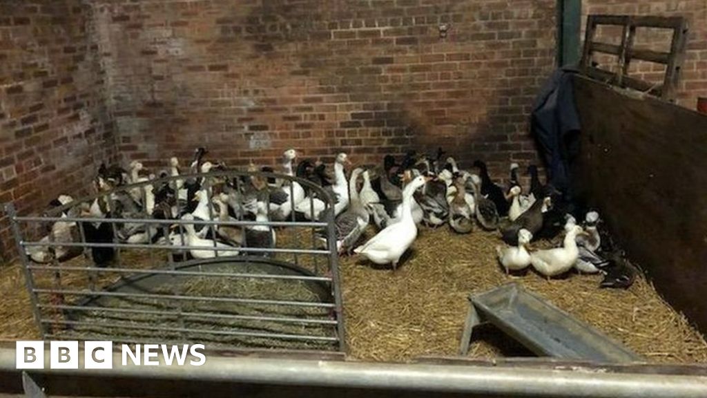 More than 400 'stolen' animals found