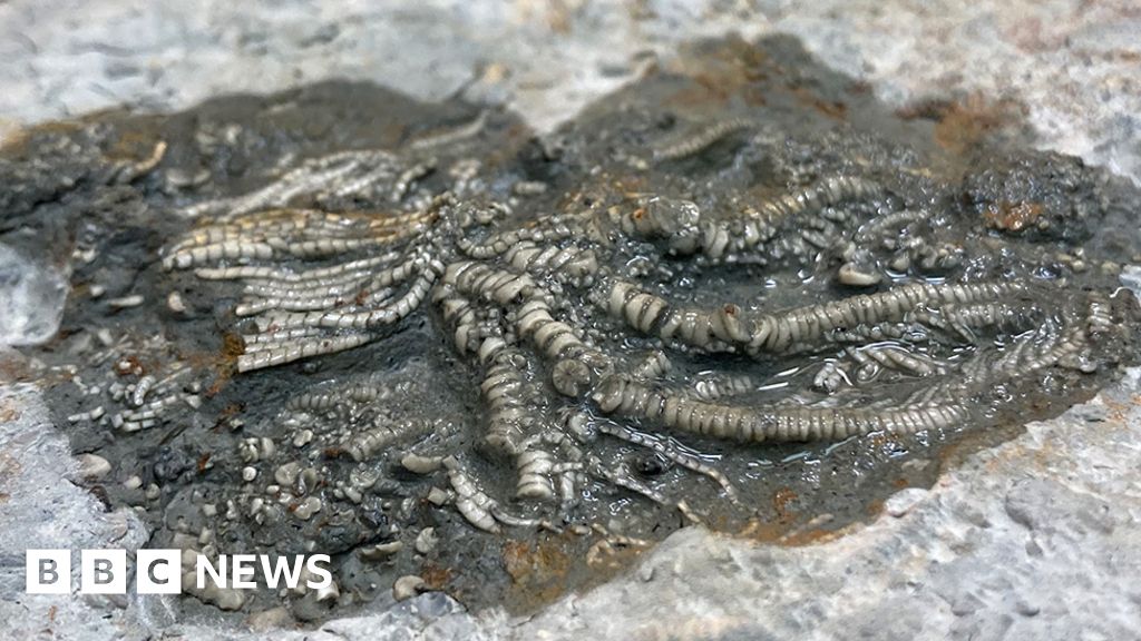Palaeontologist Tim Ewin is standing in a quarry, recalling the calamity that's written in the rocks under his mud-caked boots. "They tried 