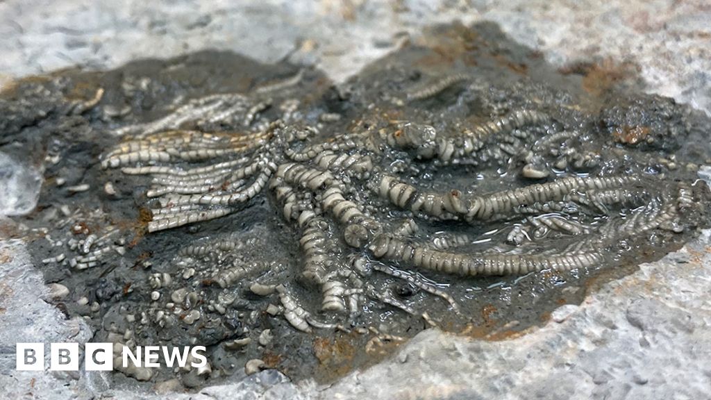 'Jurassic Pompeii' yields thousands of 'squiggly wiggly' fossils