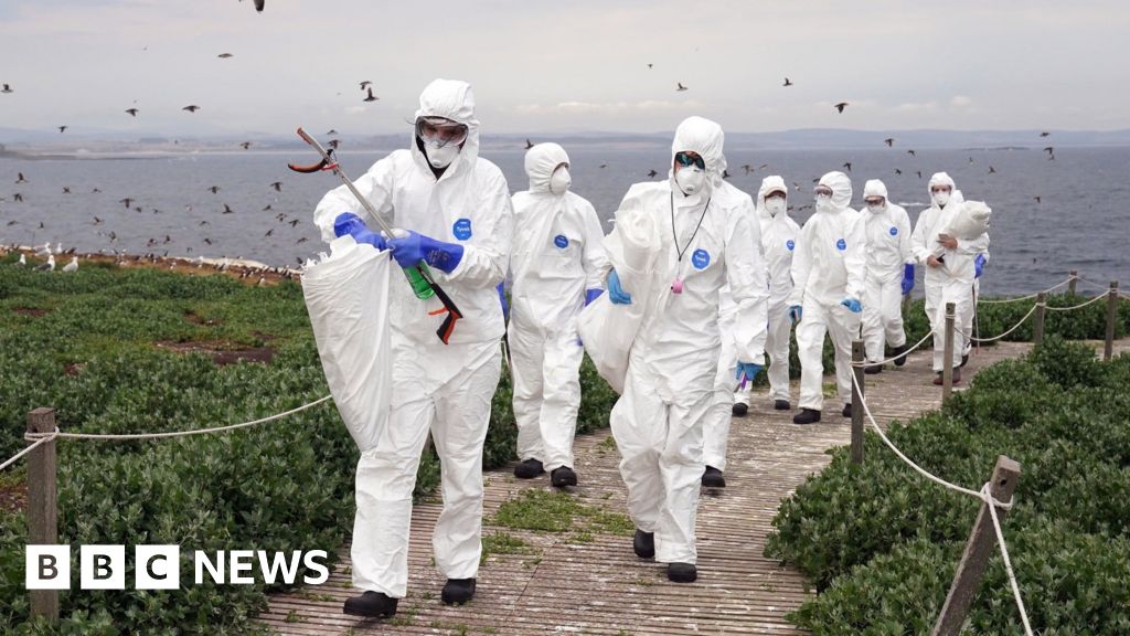 Farne Islands: Bird flu death toll passes more than 3,000