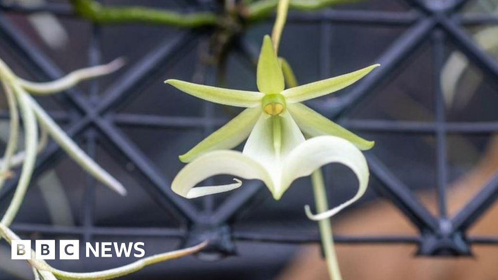 Kew Gardens: Endangered orchid species flowers in UK first