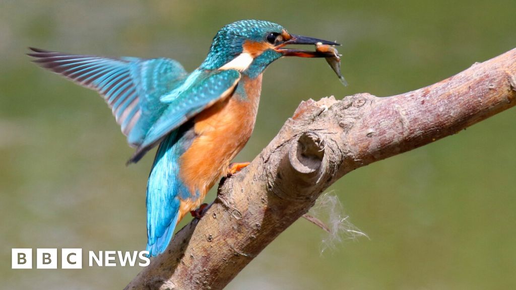 Slimbridge sees earliest ever nesting kingfishers after mild winter