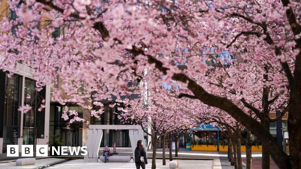 Birmingham cherry blossoms draw spectators and photographers