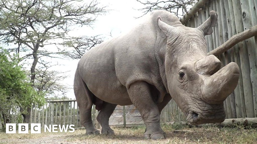 Last Male Northern White Rhino Joins Tinder To Raise Money Bbc News 2956