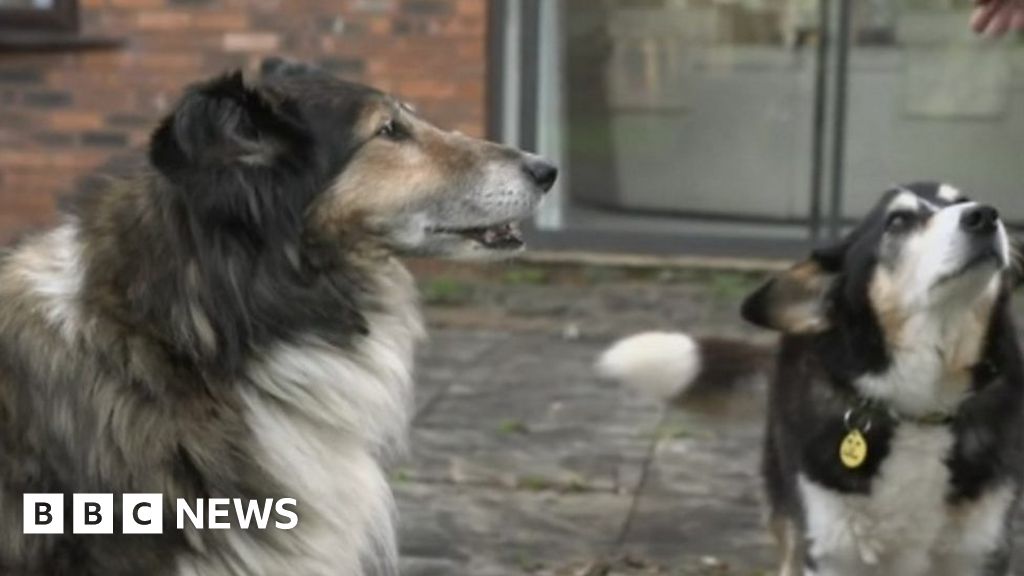 Snubbed rescue dogs find loving home
