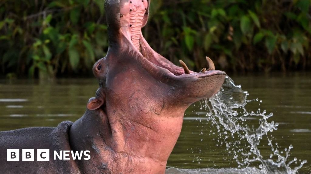 Pablo Escobar's feral hippos face cull in Colombia