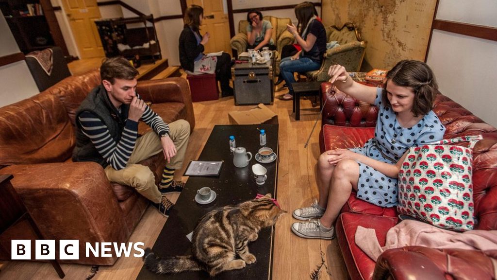 Are cat  cafes good for cats  BBC News