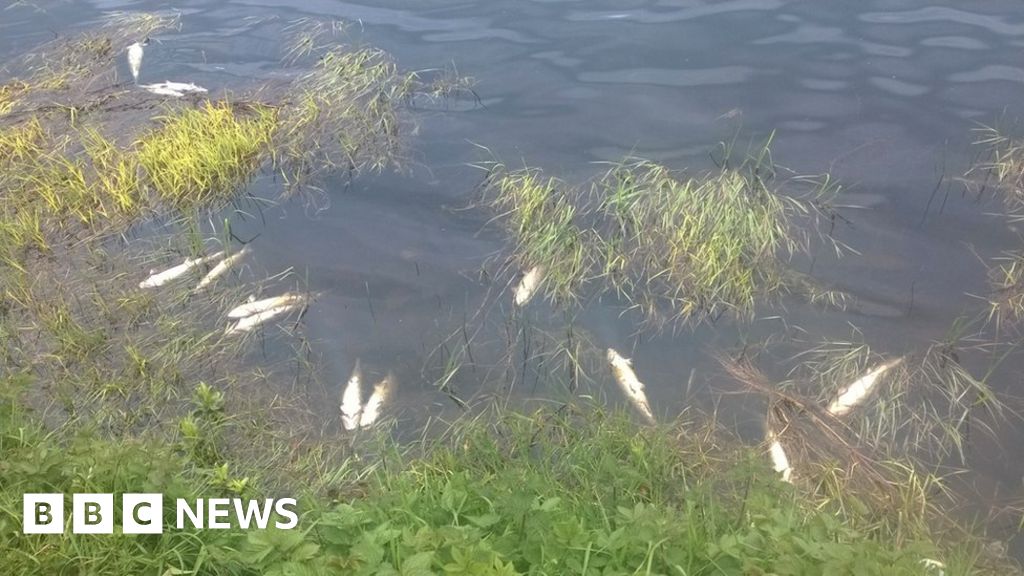 Probe into fish transport as Woodburn trout die BBC News