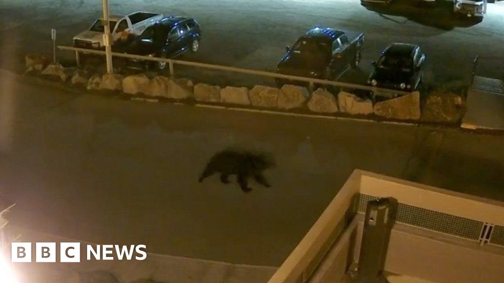 Bears encroach on evacuated Canadian town of Yellowknife