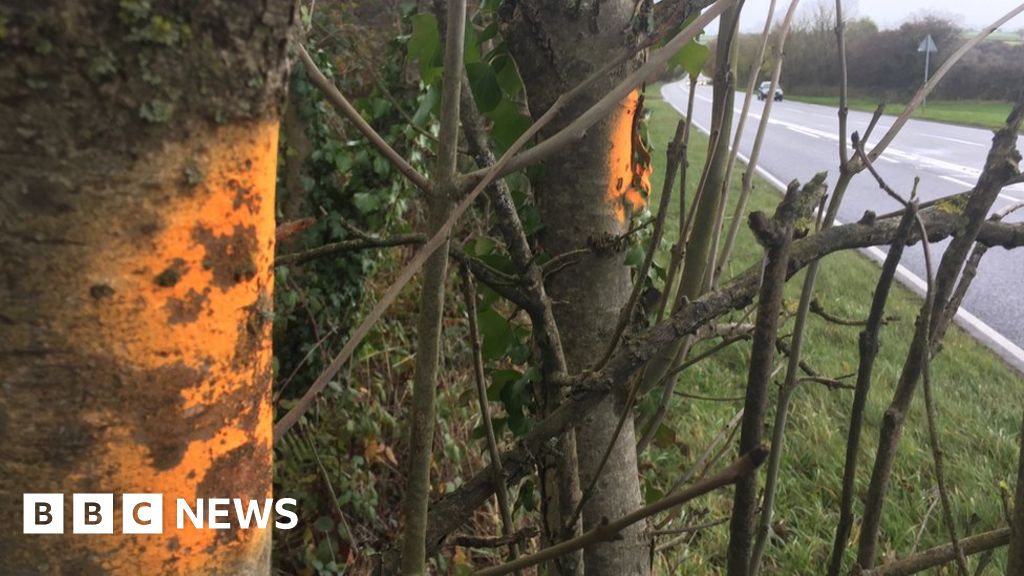 Ash dieback Felling infected trees 'will cost thousands' BBC News