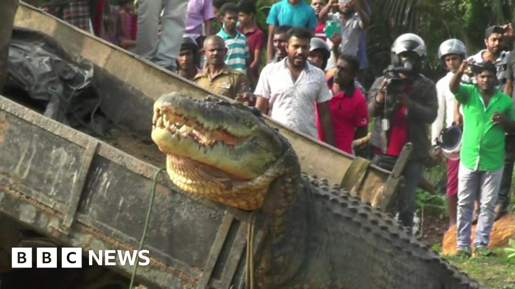 large-crocodile-released-back-into-river-in-sri-lanka-bbc-news