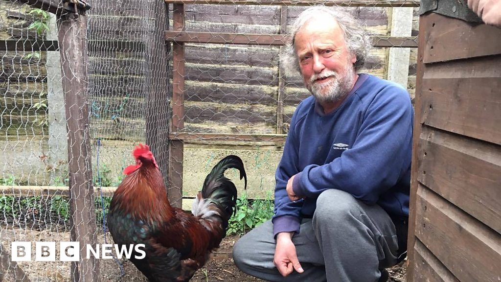 Crowing cockerel Bobby Moore prompts complaints - BBC News