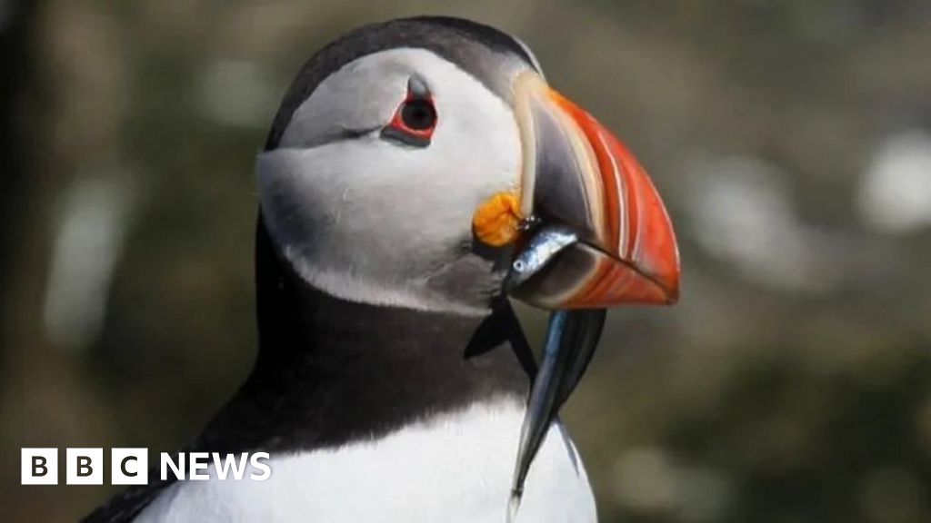 Weekly quiz: Why are puffins causing an international row?