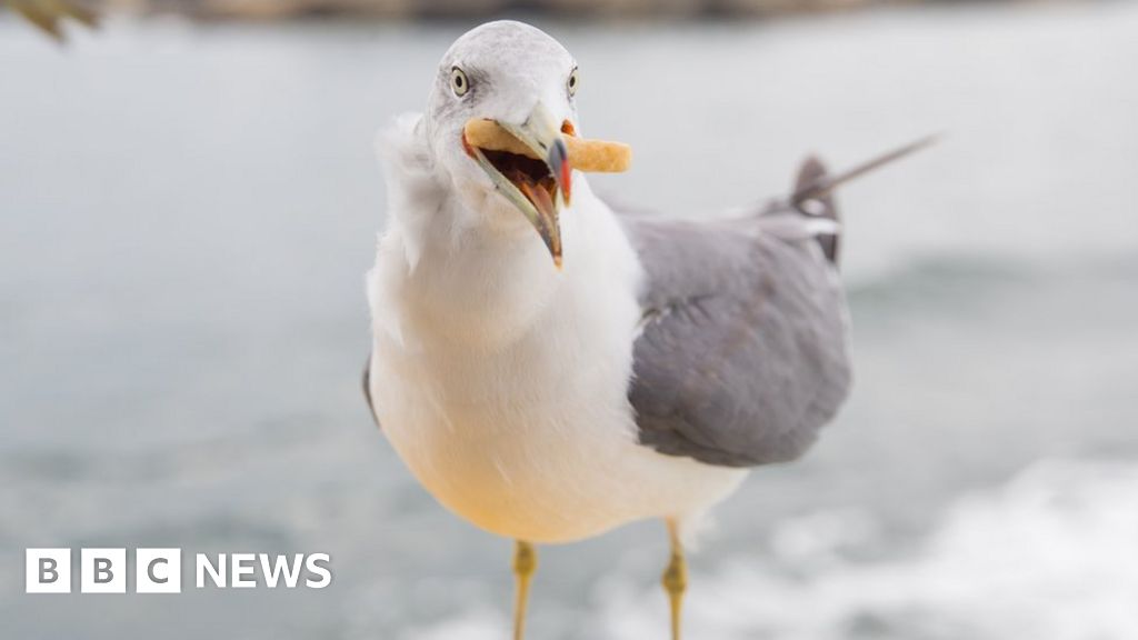 Seagull Attacks Does The Uk Have A Problem Bbc News 1048