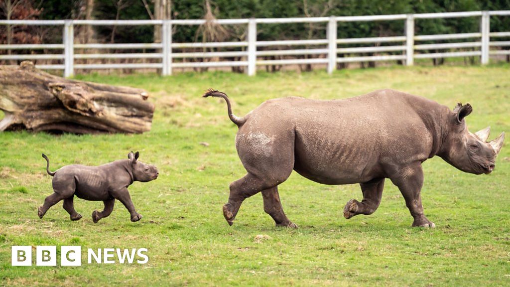 Yorkshire Wildlife Park welcomes baby black rhino