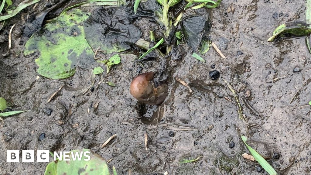 ' Human foot' in Gateshead field turns out to be potato photograph