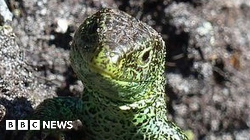 Dorset wildlife experts call for 'reptile tins' to be left alone BBC News