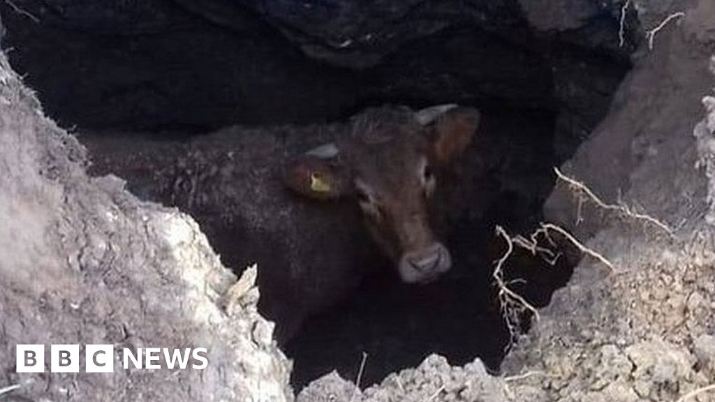 Farmers dig out cow stuck in cliff hole in Cornwall - BBC News