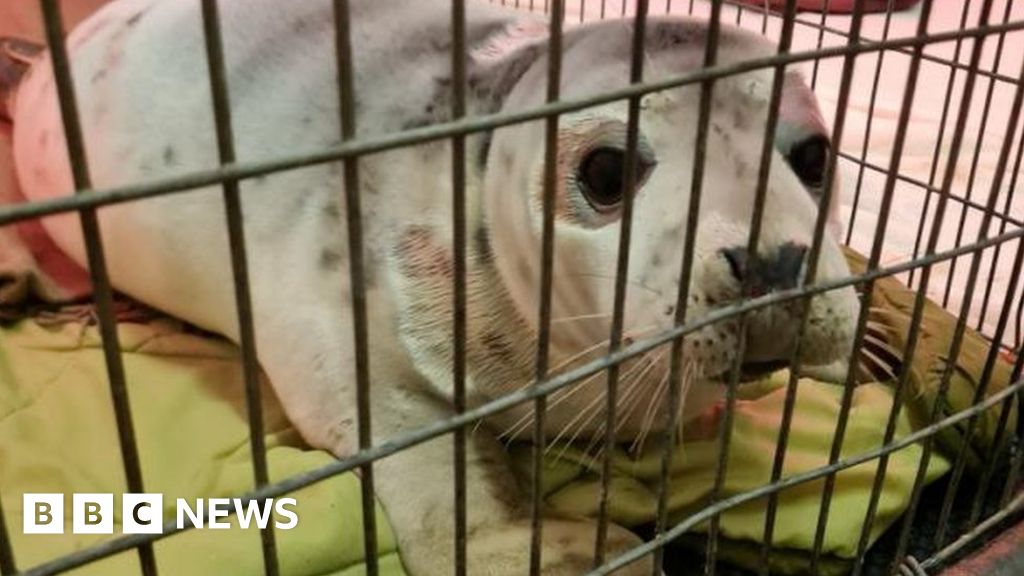 Record Number Of Seal Pup Rescues Off Guernsey BBC News
