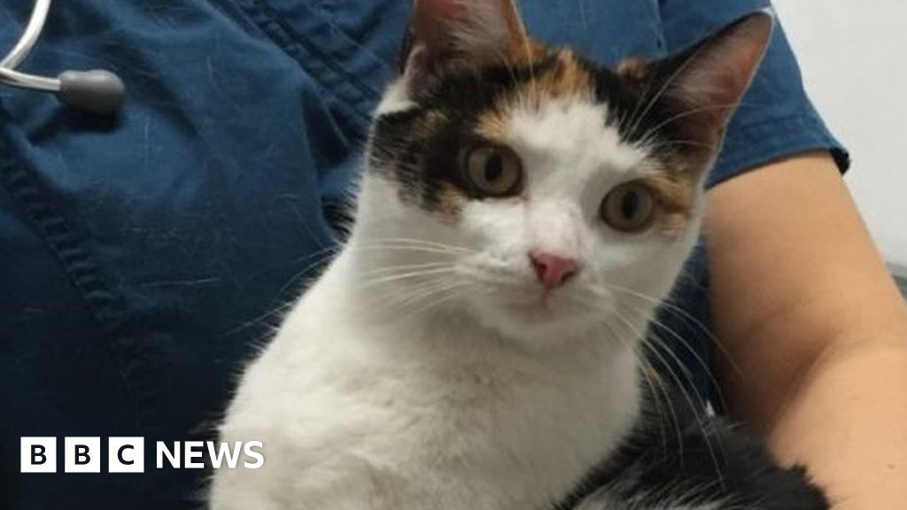 Tinsel Cat Found In Car Engine Reunited With Owner Bbc News