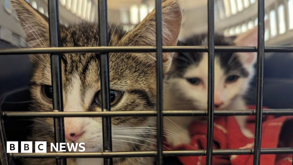 Family of cats dumped in Chatham woodland