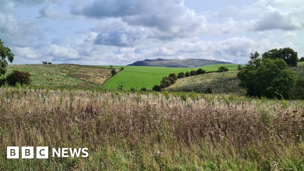 Rewilding project transforms bare hillside near Skipton BBC News